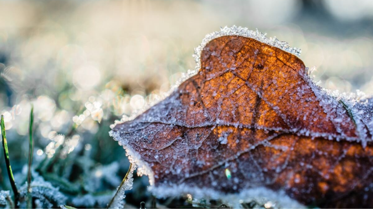  Frosty leaf. 