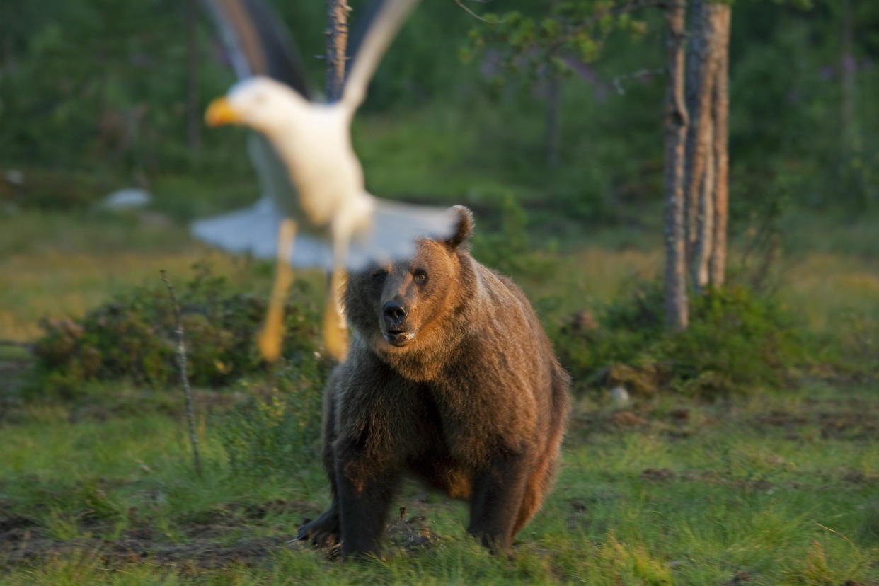 European Brown bear (Ursus arctos) chasing away gull in the taiga, Karelien, Finland, Scandinavia. (Photo by: Arterra/Universal Images Group via Getty Images)