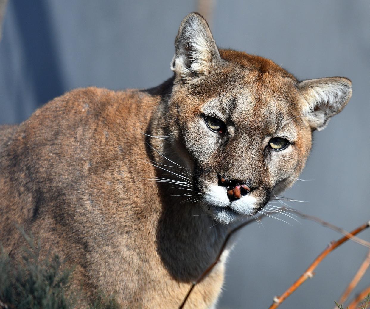 A male mountain lion is photographed in 2022.