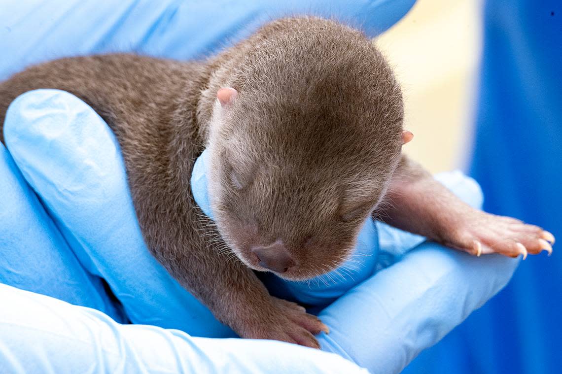 Being born is a tiring thing. This newborn male river otter has his exam at Zoo Miami on Feb. 8, 2023. The river otter was one of three born to Zinnia, a 5-year-old North American river otter at the South Miami-Dade attraction.