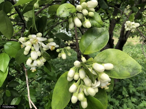 苗栗縣西湖柚花季文旦柚花盛開，花香迷人，歡迎參加柚子山賞花健行趣！（記者江乾松攝）