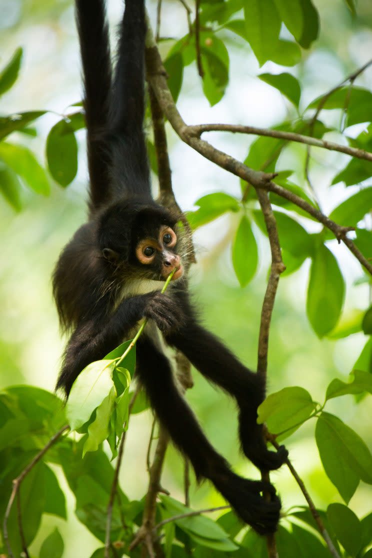 Young spider monkey feeding on fresh leaves in Guatemala (Credit: Emma Napper)