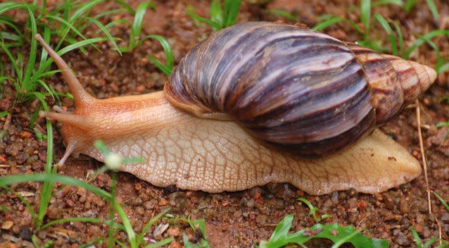 According to the Department of Agriculture and Water Resources, the snails feed on more than 500 species of plants. Photo: Getty