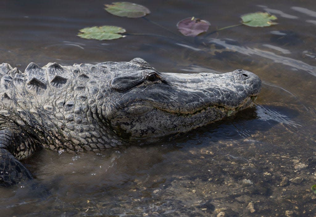 An alligator swims in the Florida Everglades on May 4, 2022.