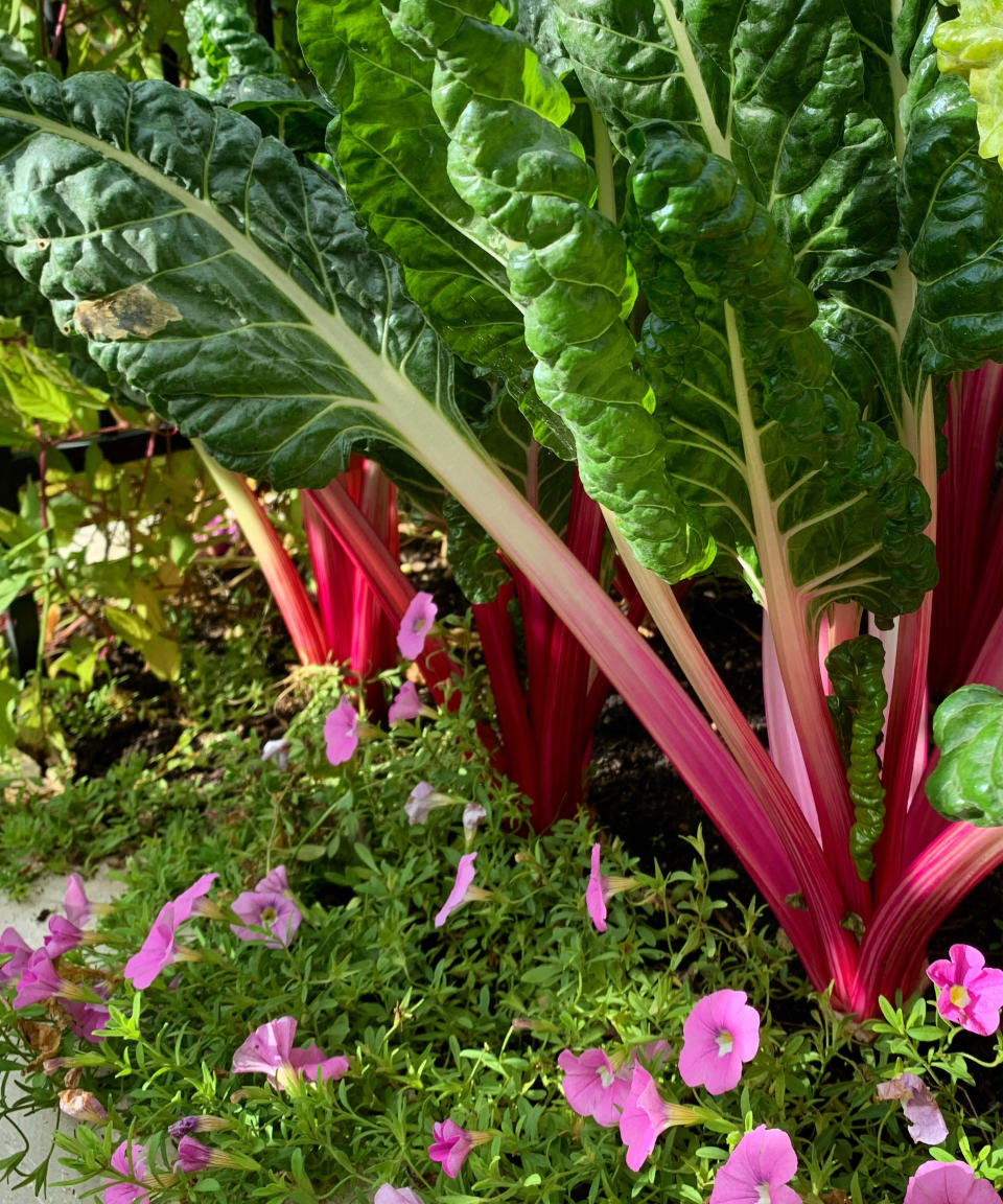 Start your vegetable garden small