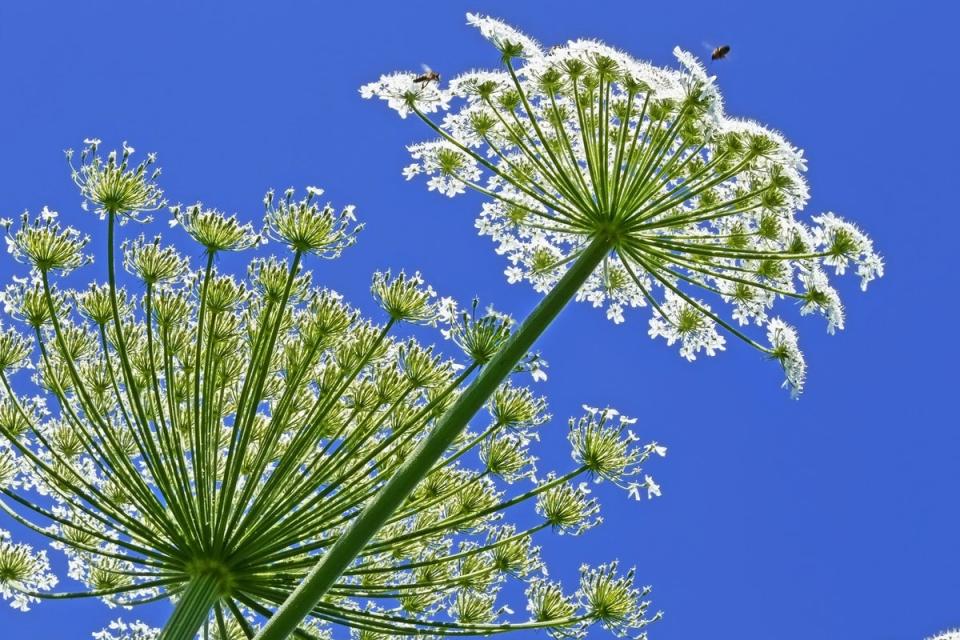 Giant Hogweed has long stems and flat-topped bunches of white leaves, similar to cow parsley (Shutterstock)