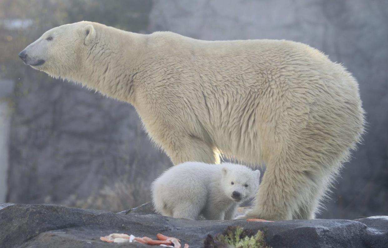 Analyzing samples of polar bears can reveal not only what they ate but also the food web during their lives. Polar bears pictured live in captivity. (AP Photo/Ronald Zak)