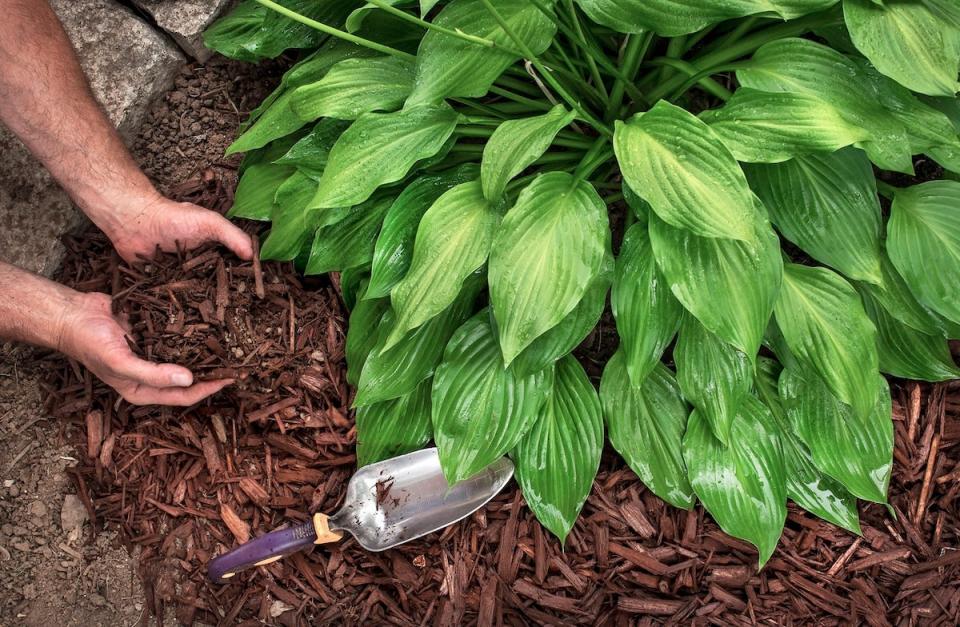 A DIYer placing mulch in a flower bed with hostas.