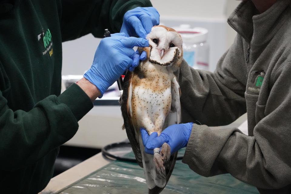 A juvenile barn owl is given a physical exam Sept. 26 at Raptor Education Group, Inc. The bird, which was rehabilitated for four months at REGI, was cleared for release to the wild. It is now being acclimated in an aviary with its sibling near their nest site in western Wisconsin.