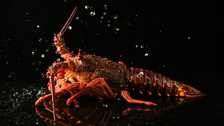 A spiny lobster black background