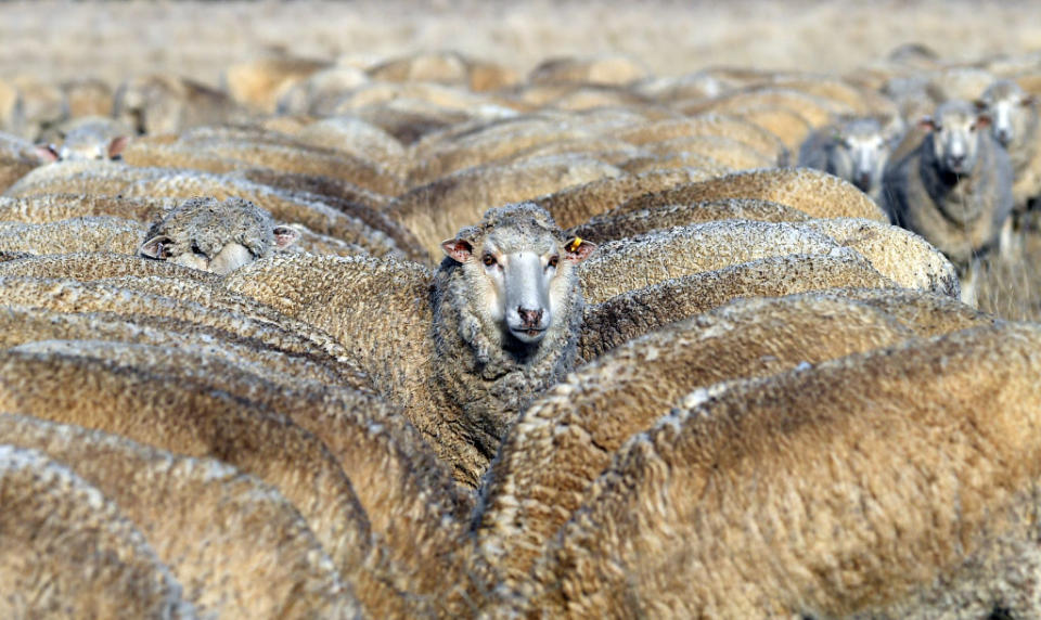 Australia is in the grips of the worst drought for decades