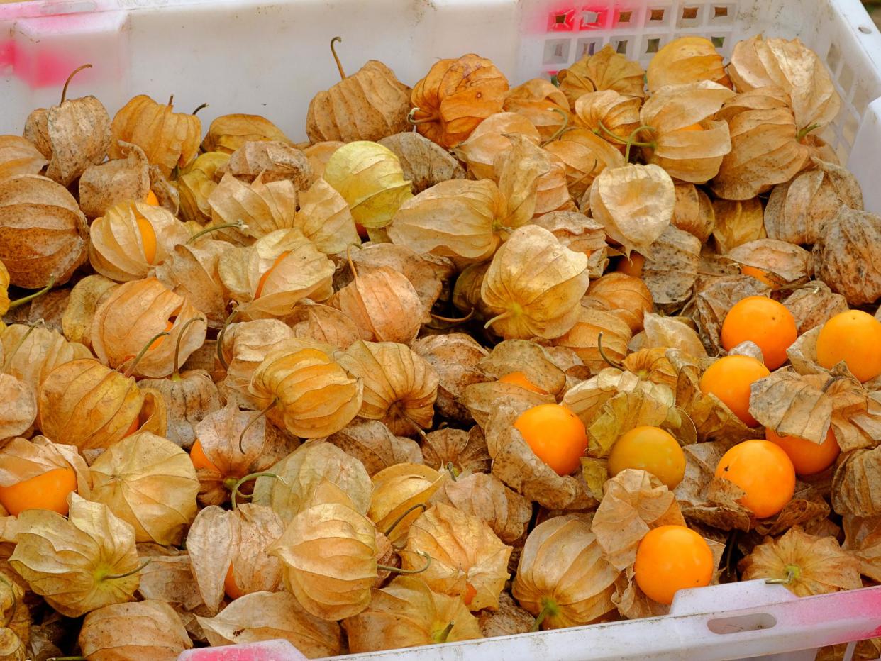 Also known as physalis, the fruit is widely grown on small, local scales but has never entered mainstream farming: Getty