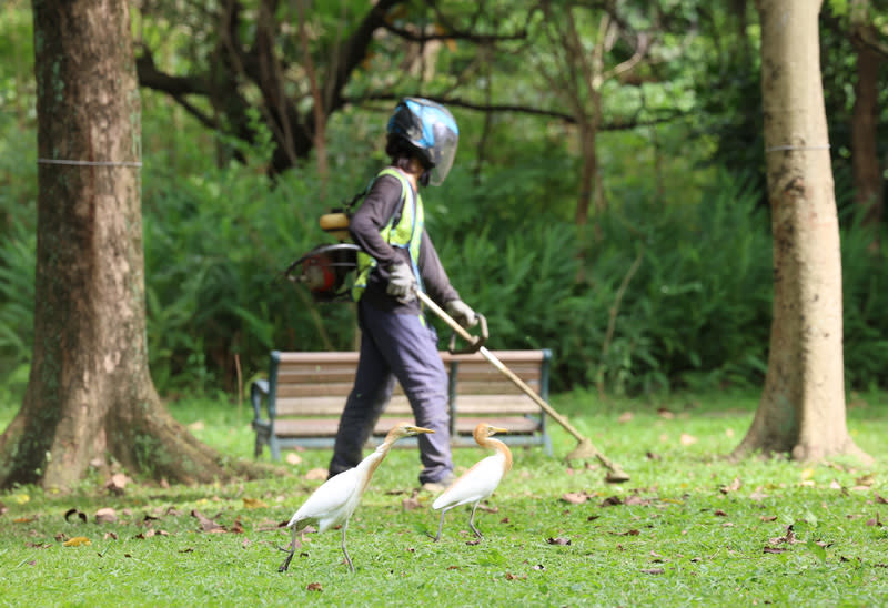 台北市議員接獲民眾陳情表示，日前到大安森林公園遛狗，沒想到小狗疑似吃到不明物死亡，市議員要求清查是否有投放老鼠藥等狀況，動保處說，已接獲報案調查中。圖為工作人員在大安森林公園草地除草。（圖片為示意圖，非事件畫面／中央社資料照）