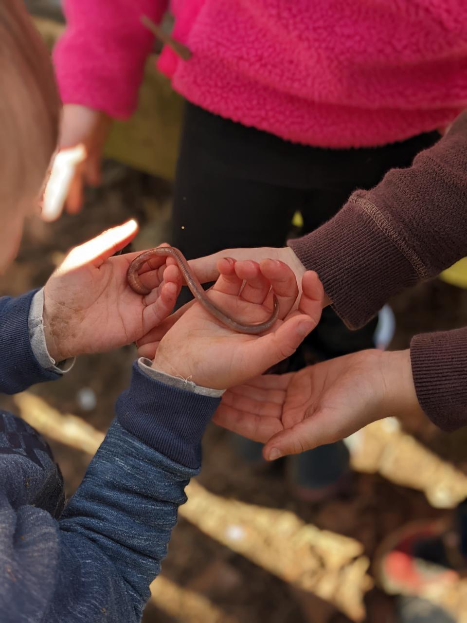 Students discovered a giant earthworm while digging.