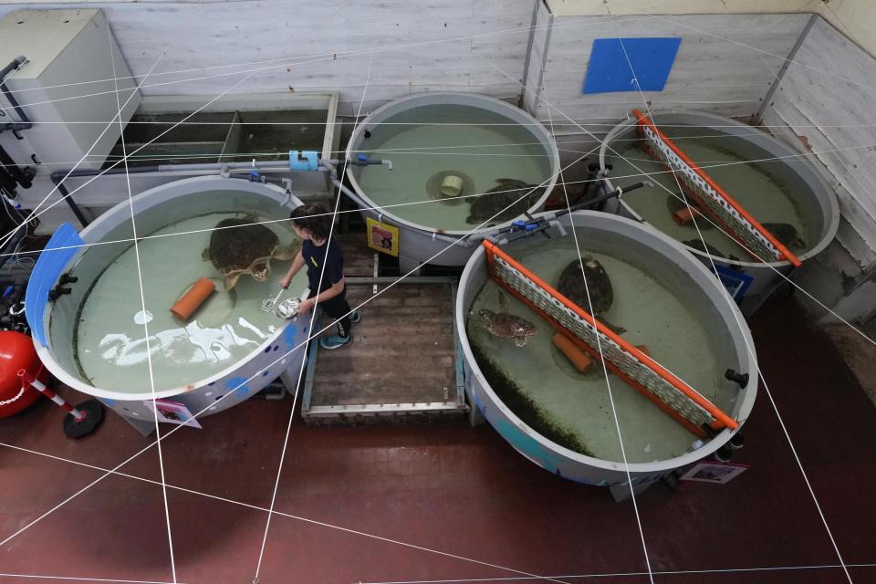 Sea turtles are fed by marine biologist Sara Segati at CESTHA, the Experimental Center for the Protection of Habitats, inside a former fish market in Marina di Ravenna, on the Adriatic Sea, Italy, Saturday, June 8, 2024. (AP Photo/Luca Bruno)