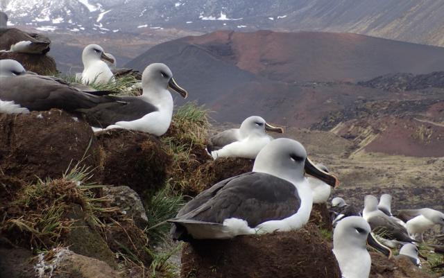Grey-headed Albatrosses on Marion Island - Michelle Risi