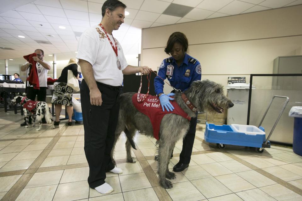 In this photo taken Tuesday, May 21, 2013, Volunteer Brian Valente, left, and his dog, Finn, with Pets Unstressing Passengers (PUPs) are search as they go through security check point at the Los Angeles International Airport terminal. The Los Angeles International Airport has 30 therapy dogs and is hoping to expand its program. The dogs are intended to take the stress out of travel: the crowds, long lines and terrorism concerns. (AP Photo/Damian Dovarganes)