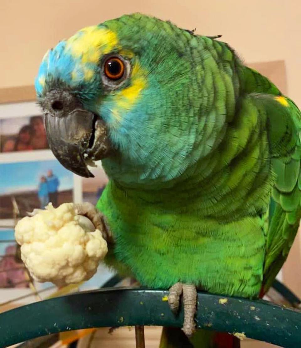 A parrot (RSPCA/PA) (PA Media)