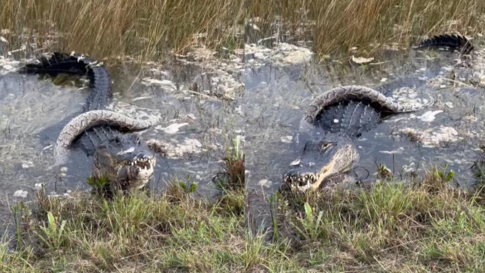 鱷魚筋疲力盡的泡在沼澤中。（圖／翻攝自Alligators of Florida@Alison Joslyn　Facebook）