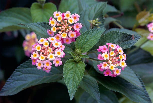 summer flowers lantana flower