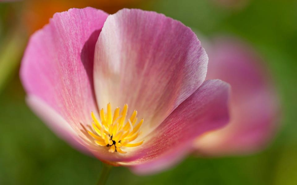 best poppy varieties that grow in all types of soil uk 2022 garden plant how to buy summer plant flower - Andrea Jones