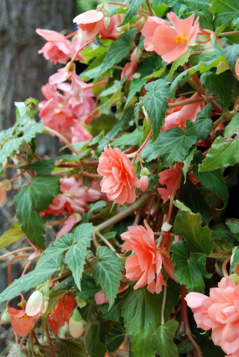 pink begonia plant