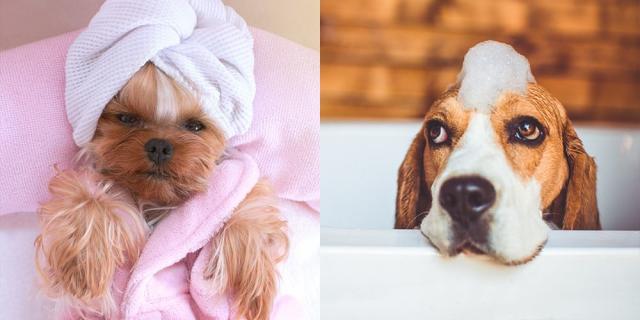 The Hardest Quiz Ever: Which Dog Is Cuter?