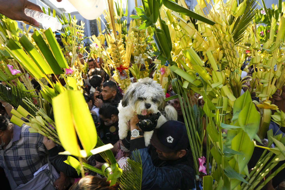 A dog is carried by its owner as devotees have their palm fronds blessed with holy water at the Antipolo Cathedral in Antipolo, Philippines on Sunday, March 24, 2024. Palm Sunday marks the triumphant entry of Jesus Christ into Jerusalem and ushers in the Holy Week observance among Catholics worldwide. (AP Photo/Aaron Favila)