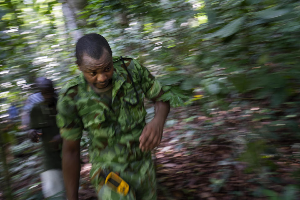 Park rangers run from an approaching elephant in Gabon's Pongara National Park forest, on March 9, 2020. Gabon holds about 95,000 African forest elephants, according to results of a survey by the Wildlife Conservation Society and the National Agency for National Parks of Gabon, using DNA extracted from dung. Previous estimates put the population at between 50,000 and 60,000 or about 60% of remaining African forest elephants. (AP Photo/Jerome Delay)