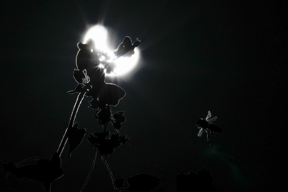 A bee flies near a flower during a solar eclipse on Saturday, Oct. 14, 2023, in Austin, Texas. (AP Photo/Ashley Landis)