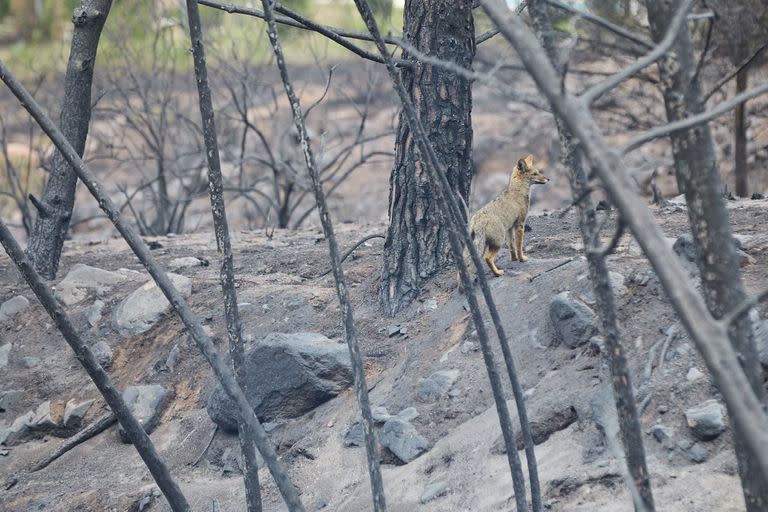 El efecto de los incendios, en Luján de Cuyo