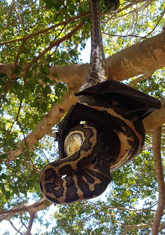 Children spotted the snake trying to eat the bat while on their way to school on Tuesday. Source: Redland's Snake Catcher