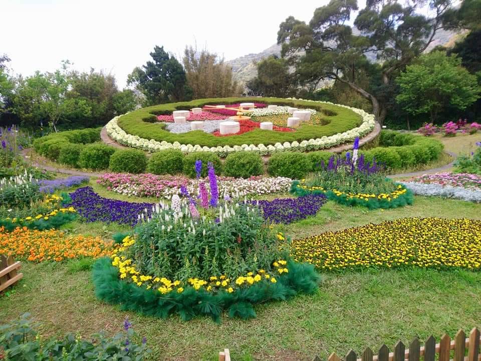 陽明山花季色彩繽紛。（中華旅行社提供）