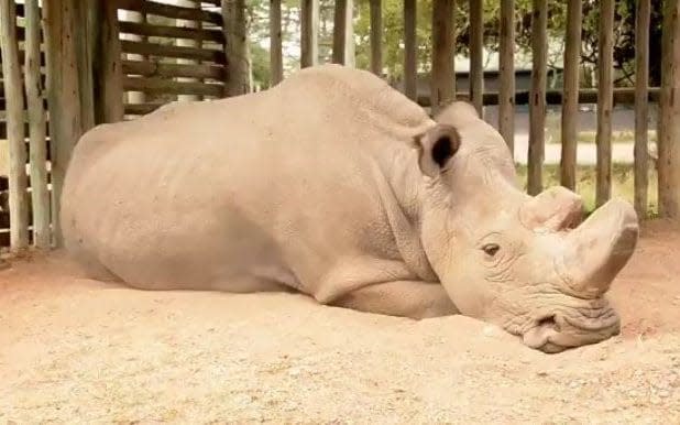 Sudan, the last northern white rhino - Twitter/@biologistDan