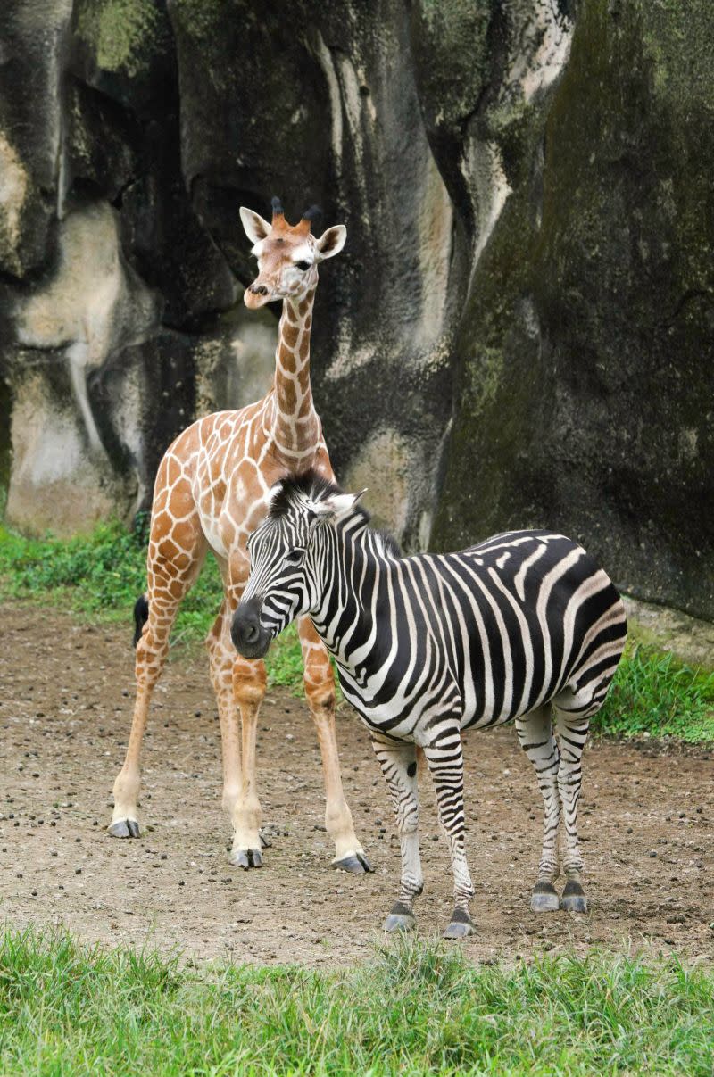 ▲大型動物如非洲象、長頸鹿等等，在天氣轉涼時，保育員會開放戶外活動場連接室內欄舍。（圖／臺北市立動物園授權提供）