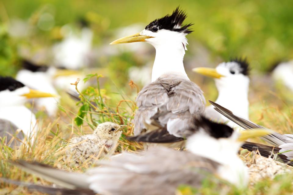 <p>Crested terns are found along the coast in Australia </p> (Getty Images)