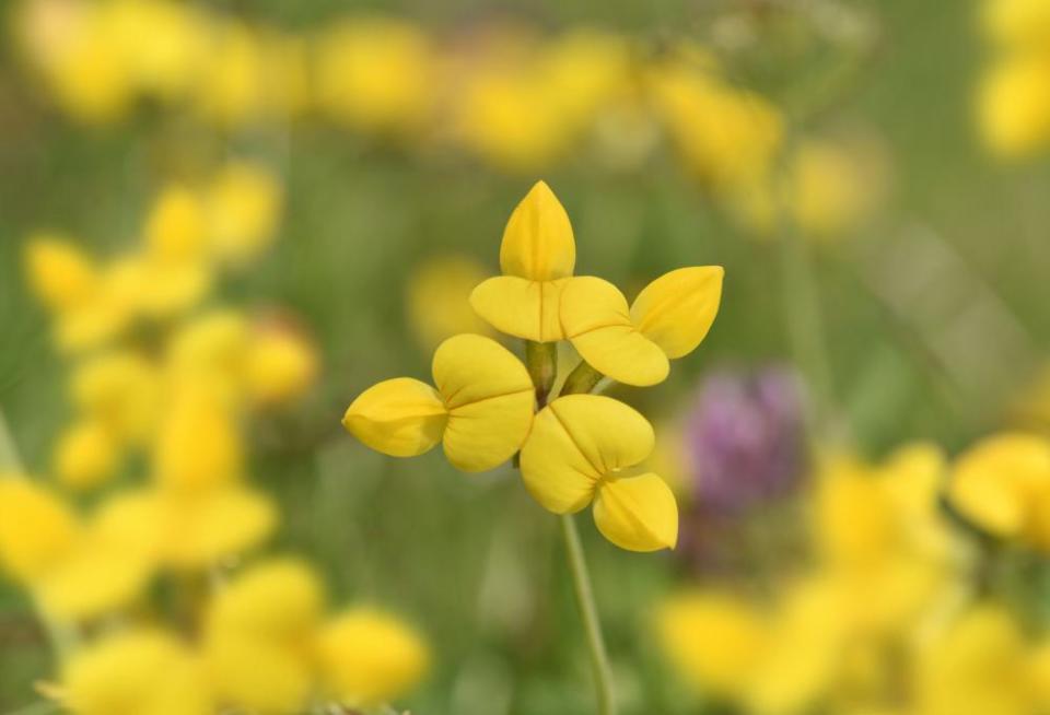 El trébol de pie de ave común es una flor de pradera típica amigable con los insectos.