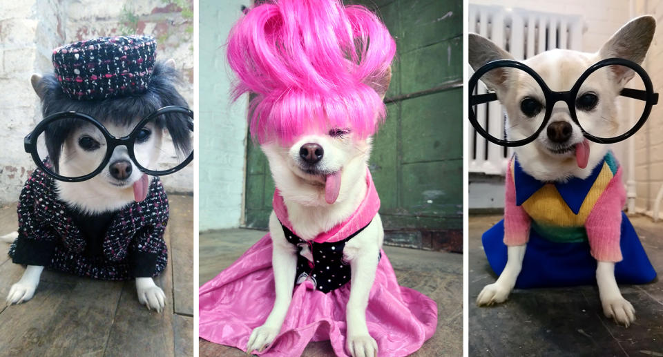 Josie is a 10-year-old Chihuahua that was adopted overweight and with health problems but is now thriving as a fashion model. (Photo: Bonni Burns/Caters News)