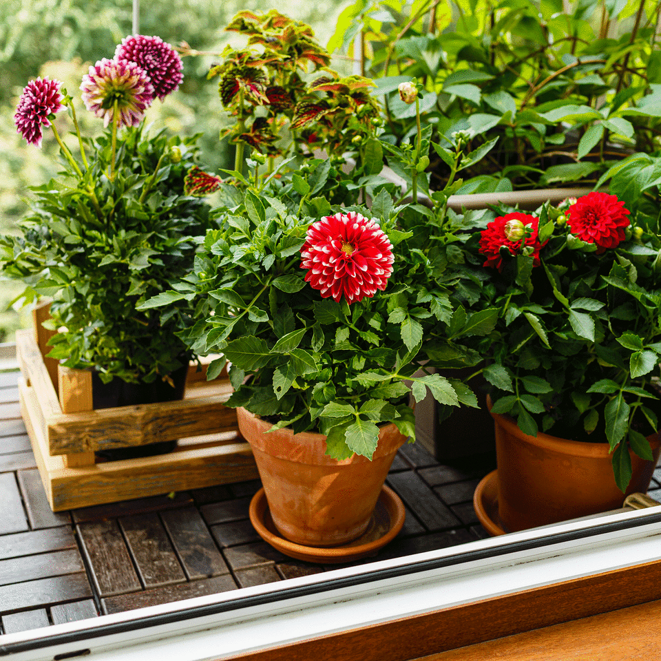 Dahlia in container