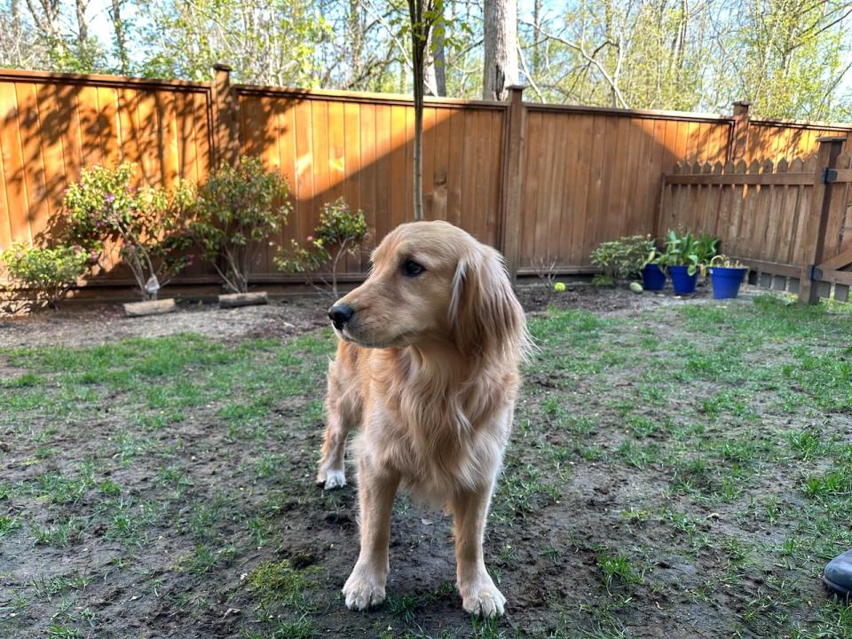 A judge has order that Stella the golden retriever, seen here, be the subject of shared custody between her owners, who split up last year. 