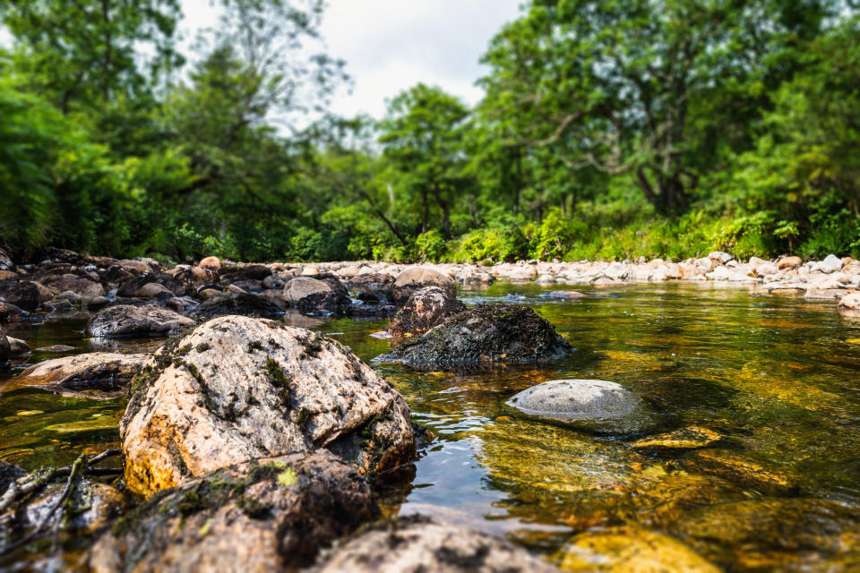 a river in the middle of a forest