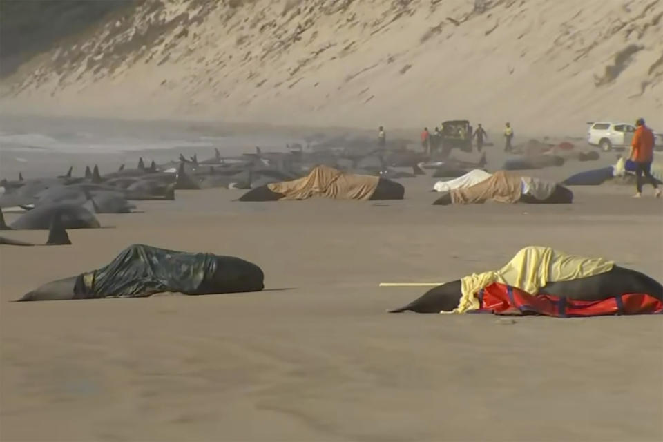 This image made from a video, shows the stranded whales on Ocean Beach, near Strahan, Australia Wednesday, Sept. 21, 2022. More than 200 whales have been stranded on Tasmania’s west coast, just days after 14 sperm whales were found beached on an island off the southeastern coast. (Australian Broadcasting Corporation via AP)