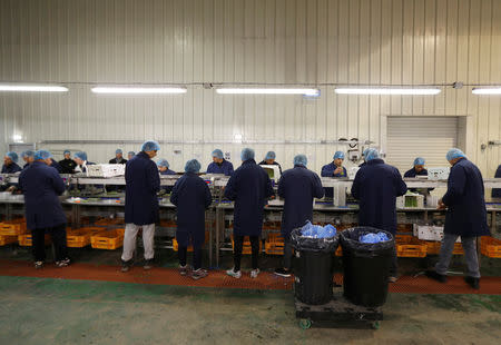 Eastern European workers pack asparagus at Cobrey Farm in Ross-on-Wye, Britain, March 11, 2019. Picture taken March 11, 2019. REUTERS/Peter Nicholls