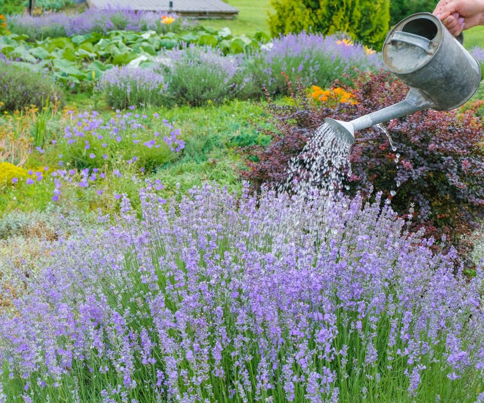 Watering lavender with a can