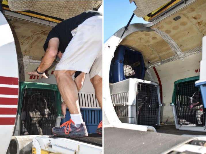 Roughly 200 dogs and cats are heading to new lives in the northeast this week after being pulled from storm-hit shelters in South Florida.