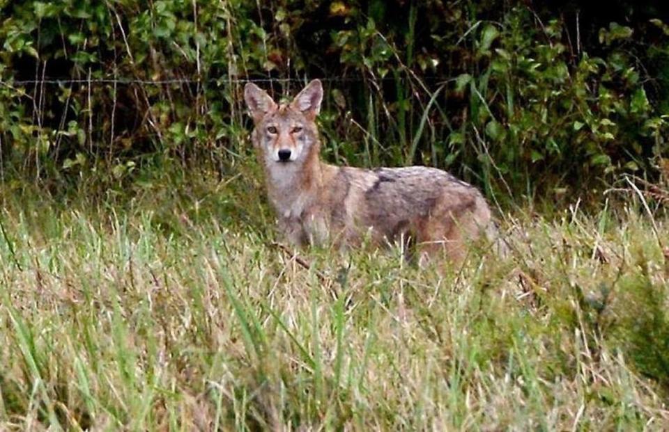 Even though we’re more likely to encounter coyotes in the spring, there’s one thing to always remember: Coyotes are always around.