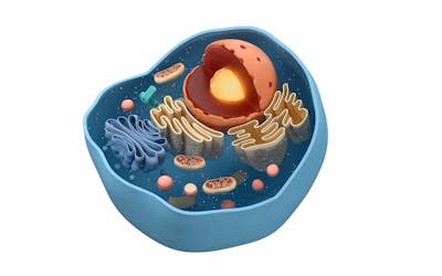 Illustration of the cross section of an animal cell and its organelles