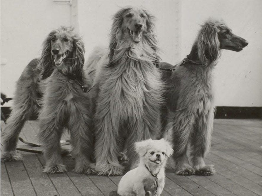 Afghan hounds onboard the Queen Elizabeth.