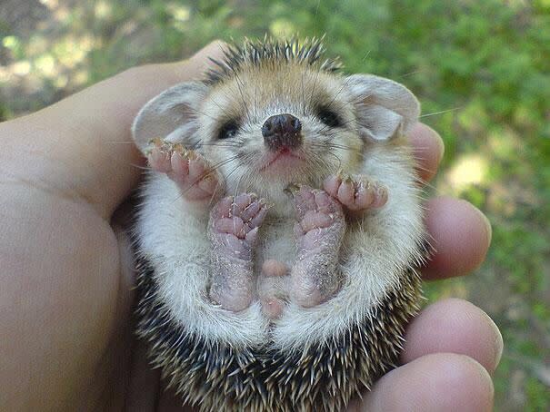 Da guckt aber jemand benommen drein. Der kleine Igel ist wohl gerade erst aufgewacht und weiß offenbar gar nicht, wie ihm geschieht, als der Fotograf den Auslöser drückt.