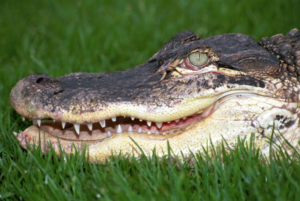 Jake Wood’s wife narrowly escaped an alligator in Florida (Andrew Forsyth/PA)